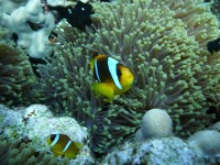 /album/klauni-a-sapini/foto-tomas-234-jpg/